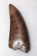 Monster T-Rex Tooth - Exceptional Condition #22546-5
